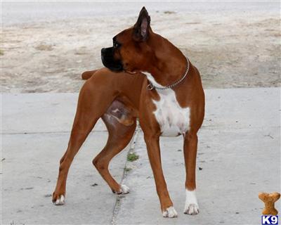 Stud Dogs - Boxer